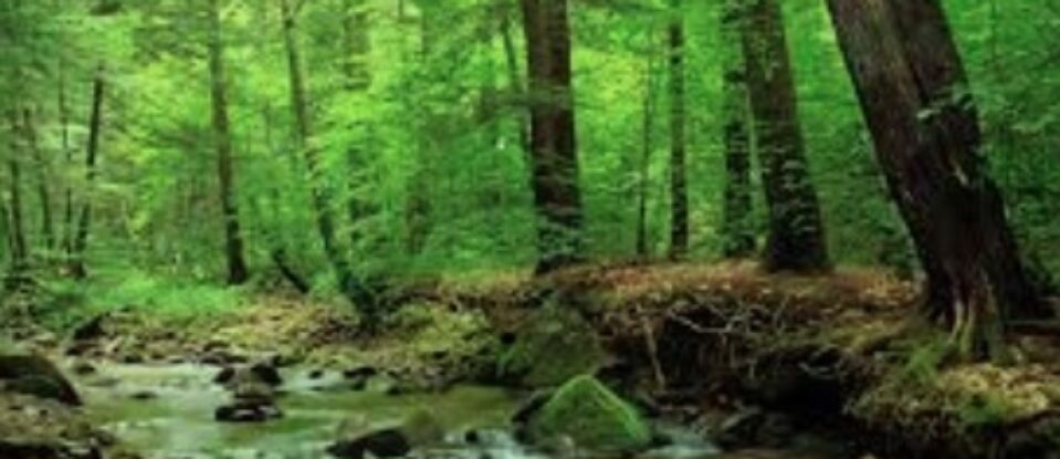 ÊTRE COMME DES ARBRES