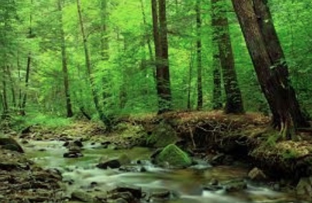 comme des arbres